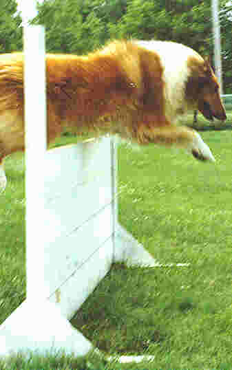 Bo jumping the hurdles in open